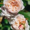 Plants David Austin Roses Rose Garden | David Austin Rosa The Albrighton Rambler