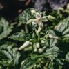 Plants Clematis Cottage Garden | Clematis Summer Snowfall 2L