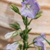 Plants Campanula Cottage Garden | Campanula Persicifolia Takion Blue