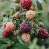 Plants Raspberry Kitchen Garden | Rubus Idaeus Autumn Passion (Raspberry)