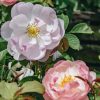 Plants David Austin Roses Rose Garden | Rosa Scarborough Fair Agm