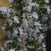 Plants Rosemary Kitchen Garden | Rosemarinus Miss Jessop'S Upright