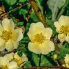 Plants David Austin Roses Rose Garden | Rosa Canary Bird