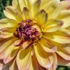 Plants Taylors Bulbs Dahlia Tubers | Dahlia 'Caribbean Fantasy' Tubers