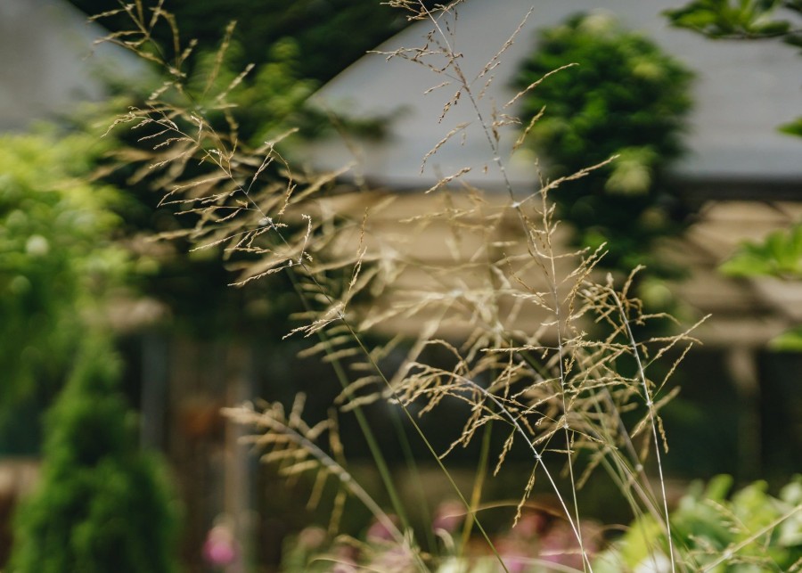 Plants Eragrostis Prairie Garden | Buy Eragrostis Totnes Burgundy