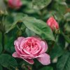 Plants David Austin Roses Rose Garden | Buy David Austin Rosa Gertrude Jekyll
