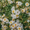Plants David Austin Roses Rose Garden | David Austin Partridge Rose