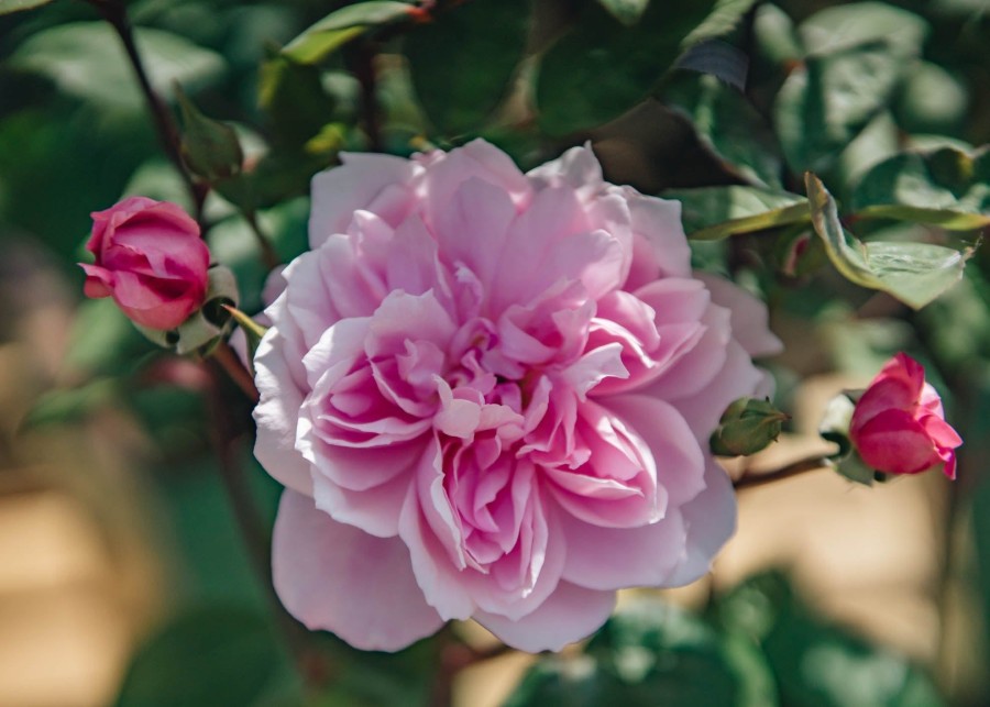 Plants David Austin Roses Rose Garden | David Austin Rosa Mary Delany