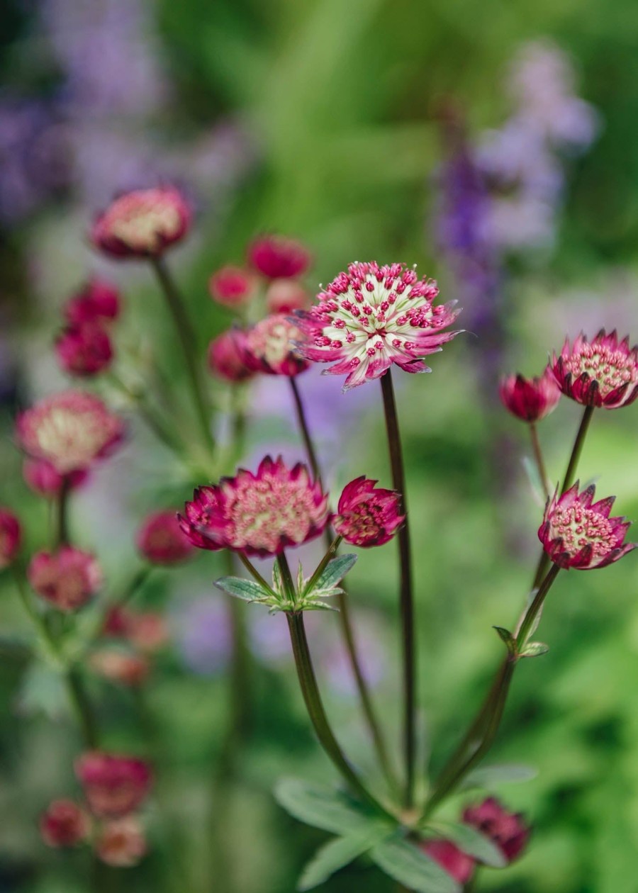 Plants Astrantia Pollinator Garden | Astrantia Major Star Of Beauty