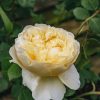 Plants David Austin Roses Rose Garden | David Austin Rosa Charles Darwin