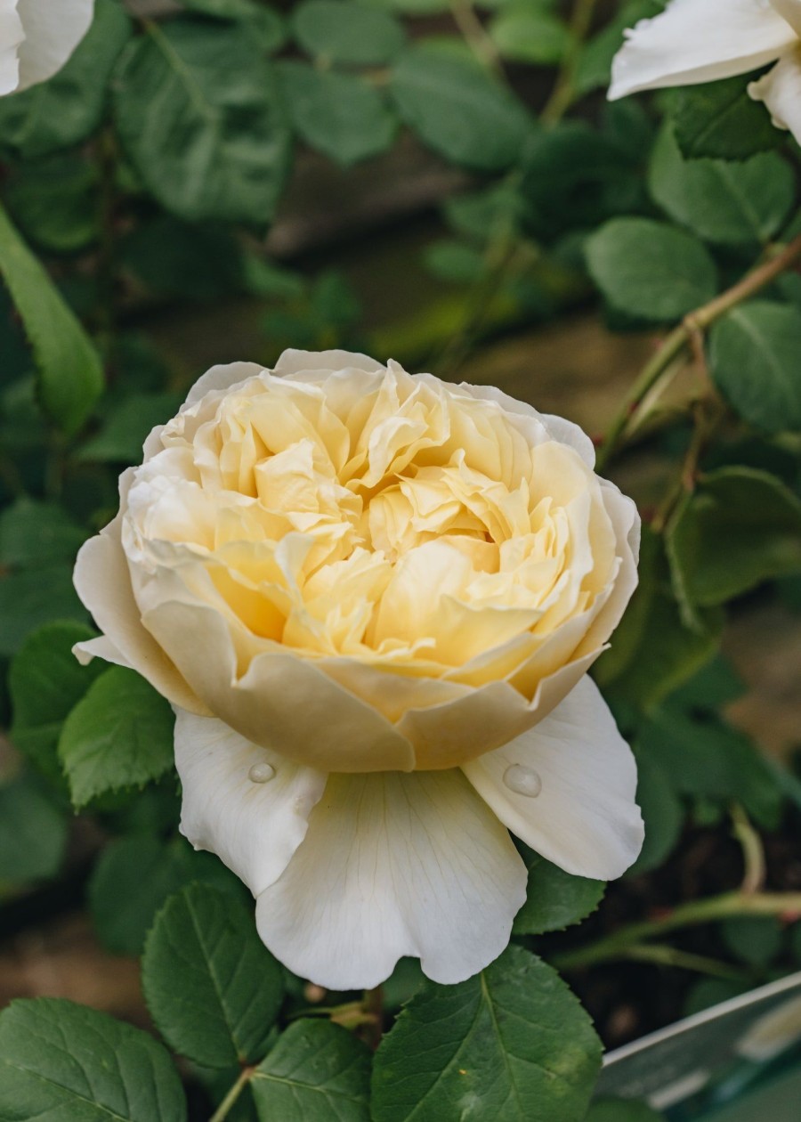 Plants David Austin Roses Rose Garden | David Austin Rosa Charles Darwin