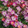 Plants David Austin Roses Rose Garden | Buy Rosa Scented Carpet Agm