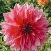 Plants Taylors Bulbs Dahlia Tubers | Dahlia 'Arthur Hambley', Pack Of Five Tubers