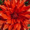 Plants Taylors Bulbs Dahlia Tubers | Dahlia 'Colour Spectacle' Tubers
