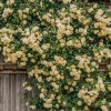 Plants David Austin Roses Rose Garden | David Austin Malvern Hills Rose