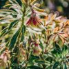 Plants Euphorbia Cottage Garden | Buy Euphorbia Martinii Baby Charm