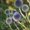 Plants Echinops Pollinator Garden | Echinops Taplow Blue