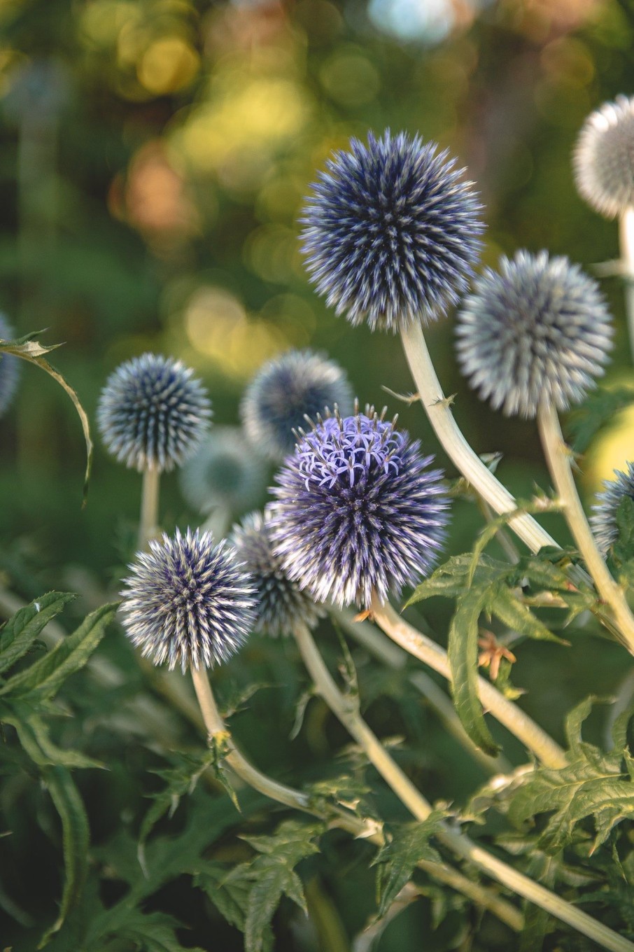 Plants Echinops Pollinator Garden | Echinops Taplow Blue