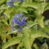 Plants Caryopteris Pollinator Garden | Caryopteris Hint Of Gold