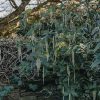 Plants Garrya Cottage Garden | Garrya Elliptica James Roof