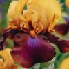 Plants Taylors Bulbs Iris Bulbs | Iris 'Louder Still', Pack Of Three Bulbs