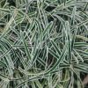 Plants Ficinia Cottage Garden | Ficinia Ice Crystal