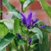 Plants Campanula Pollinator Garden | Campanula Genti Blue