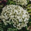 Plants Hydrangea Pollinator Garden | Hydrangea Arborescens Annabelle