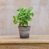 Interiors Houseplants Houseplants & Pots | Syngonium Podophyllum 'White Butterfly'