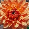 Plants Taylors Bulbs Dahlia Tubers | Dahlia 'Noordwijks Glorie' Tubers