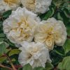 Plants David Austin Roses Rose Garden | Alberic Barbier Agm Rose