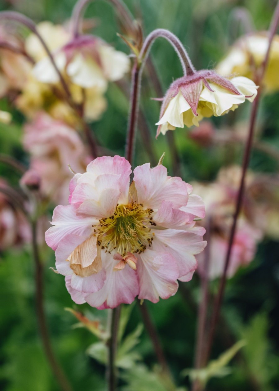 Plants Geum Pollinator Garden | Geum Petticoats Peach