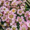 Plants David Austin Roses Rose Garden | David Austin Centre Stage Agm Rose