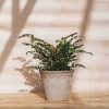 Interiors Houseplants Houseplants & Pots | Buy Didymochlaena Truncatula