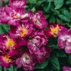 Plants David Austin Roses Rose Garden | Rosa Veilchenblau Agm