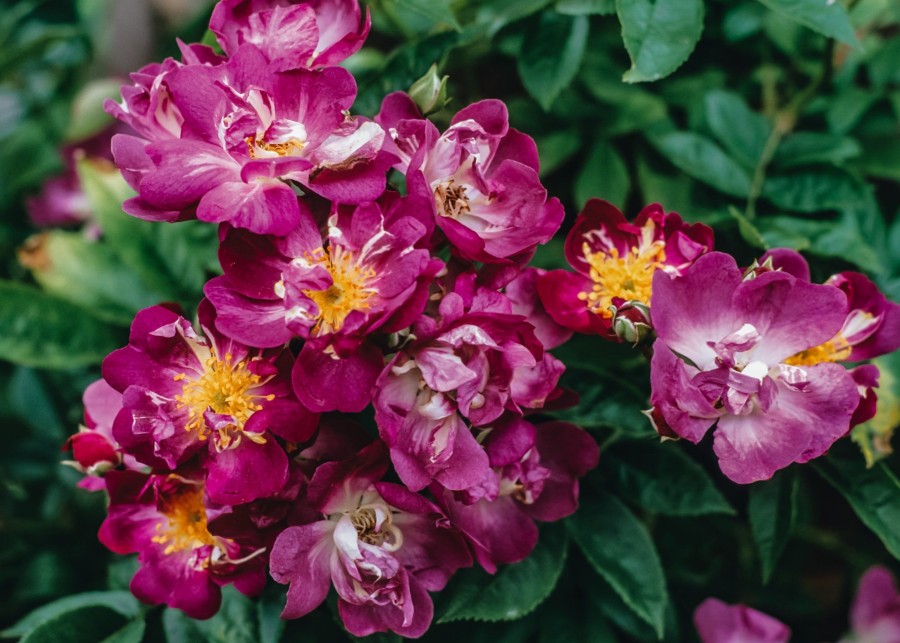 Plants David Austin Roses Rose Garden | Rosa Veilchenblau Agm