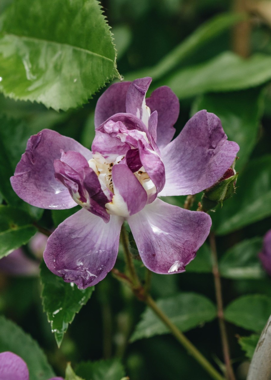 Plants David Austin Roses Rose Garden | Rosa Veilchenblau Agm