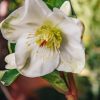 Plants Hellebore Pollinator Garden | Helleborus Ice N Roses White