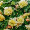 Plants Taylors Bulbs Begonia, Canna, Crocosmia And More Bulbs | Begonia 'Odorata Sunny Dream', Pack Of 5 Tubers