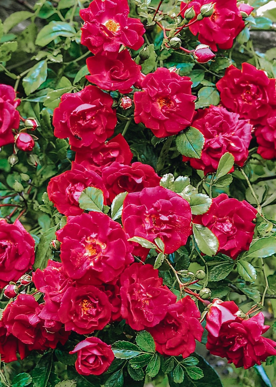 Plants David Austin Roses Rose Garden | Rosa Crimson Shower