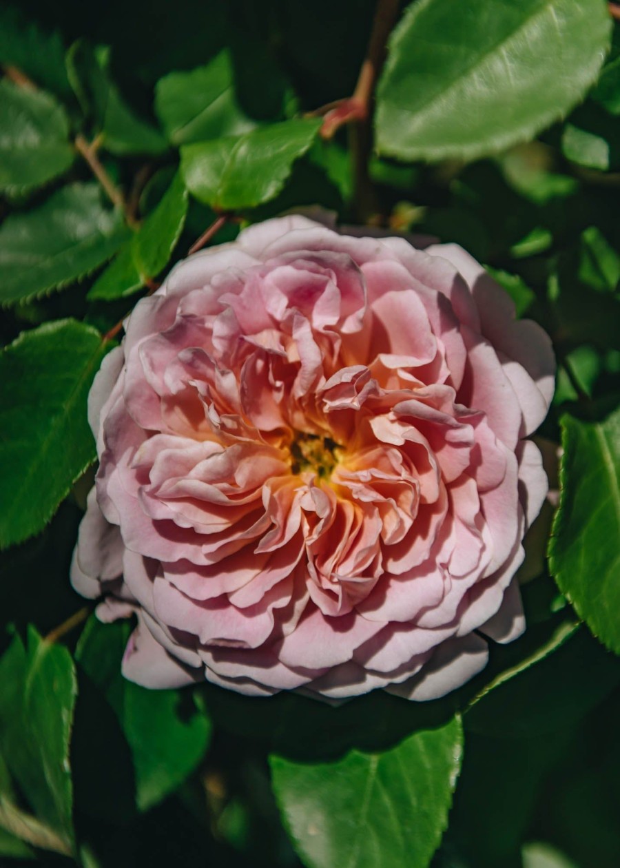 Plants David Austin Roses Rose Garden | David Austin Eustacia Vye Rose