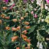 Plants Digitalis Pollinator Garden | Digitalis Firecracker