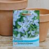 Plants Thompson & Morgan Seeds | Stocks Night Scented Seeds