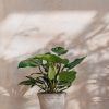 Interiors Houseplants Houseplants & Pots | Philodendron Erubescens White Princess
