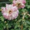 Plants David Austin Roses Rose Garden | David Austin Phyllis Bide Rose
