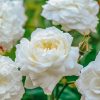 Plants David Austin Roses Rose Garden | Rosa Susan Williams-Ellis