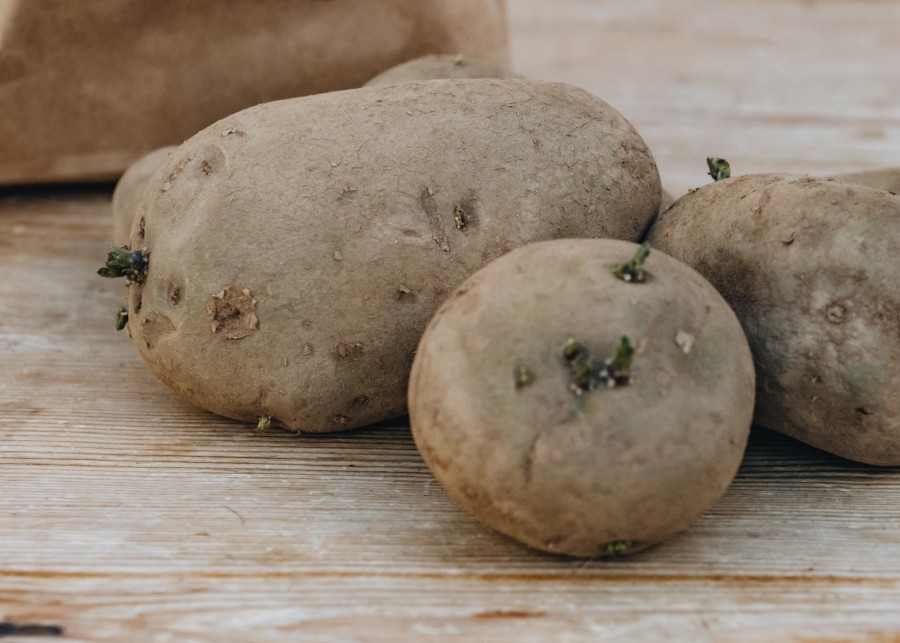 Plants Taylors Seed Potatoes | Potato 'Sharpe'S Express'