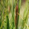 Plants Pennisetum Prairie Garden | Buy Pennisetum Red Head Agm