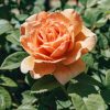 Plants David Austin Roses Rose Garden | David Austin Rosa Grace Agm