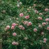 Plants David Austin Roses Rose Garden | Paul Noel Rose